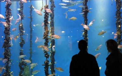 Guía Turismo Coruña Aquarium  Finisterre
