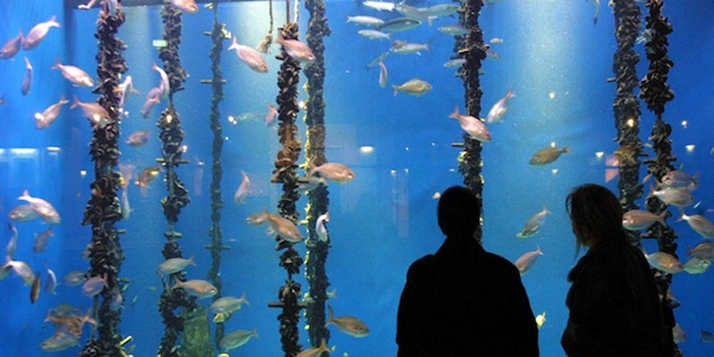 Guía Turismo Coruña Aquarium  Finisterre
